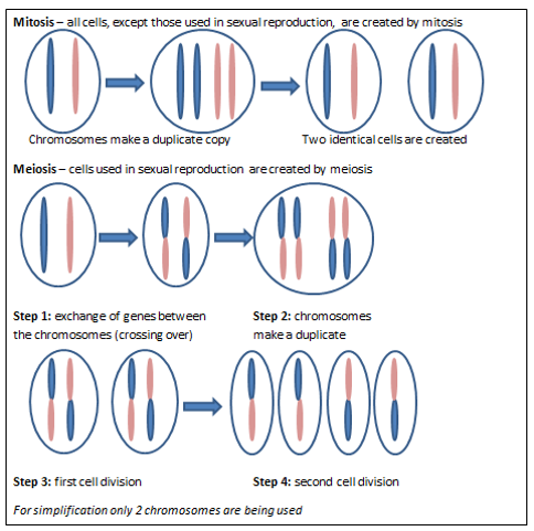 A comparison of mitosis and Meiosis. In mitosis the chromosomes make a duplicate copy and the cell divides into two genetically identical cells. In meiosis the chromosomes crossover to exchange genes, these chromosomes duplicate, and the cell goes through two cell divisions to create genetically diverse sperm or egg cells that contain only half of the parent's DNA.